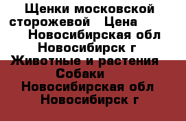 Щенки московской сторожевой › Цена ­ 10 000 - Новосибирская обл., Новосибирск г. Животные и растения » Собаки   . Новосибирская обл.,Новосибирск г.